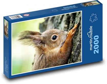 Eichhörnchen. - Puzzle - 2000 Teile