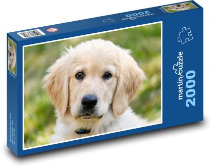 Labrador - šteniatko - Puzzle 2000 dielikov, rozmer 90x60 cm 