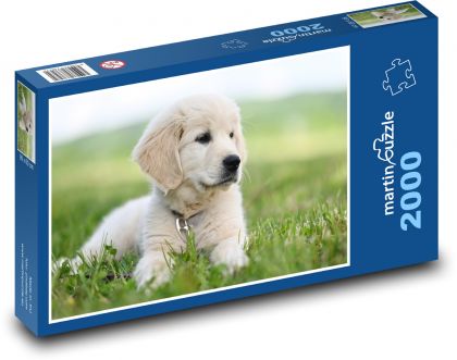 Zlatý retriever - pes - puzzle 2000 dílků