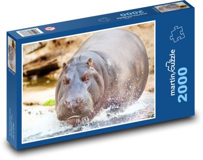 Hippo in water - Puzzle 2000 pieces, size 90x60 cm 