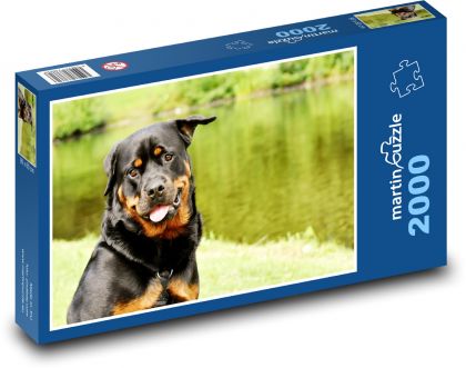Rottweiler - pies - Puzzle 2000 elementów, rozmiar 90x60 cm