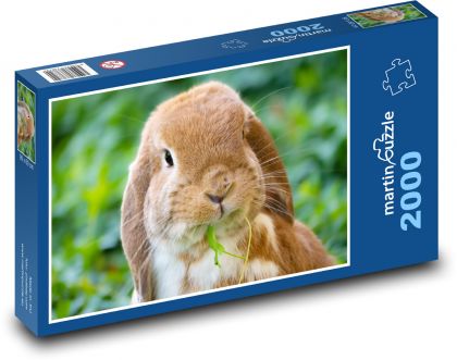 Domestic Rabbit - Puzzle 2000 pieces, size 90x60 cm 