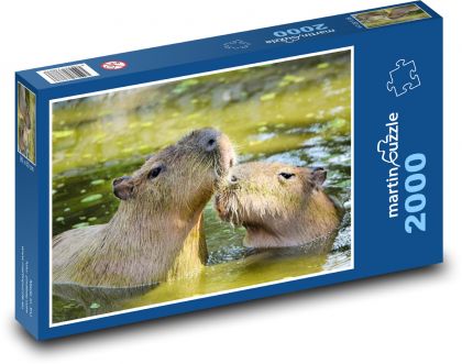 Kapybara - puzzle 2000 dílků
