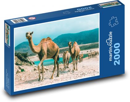 Wielbłądy - Oman - Puzzle 2000 elementów, rozmiar 90x60 cm