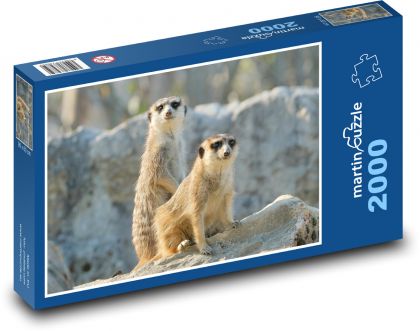 Surikaty na skále - Puzzle 2000 dílků, rozměr 90x60 cm