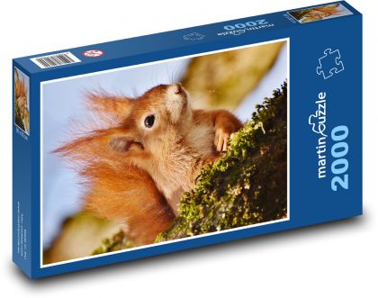 Veverica - Puzzle 2000 dielikov, rozmer 90x60 cm 