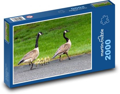 Ducks - family - Puzzle 2000 pieces, size 90x60 cm 