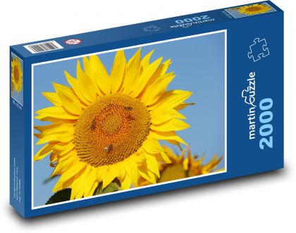 Slunečnice - puzzle 2000 dílků