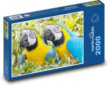 Papoušci Puzzle 2000 - 90x60 cm