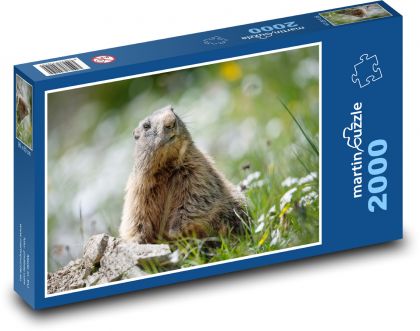 Świstaki - Puzzle 2000 elementów, rozmiar 90x60 cm