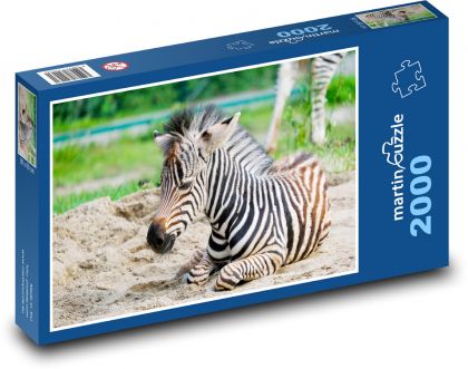 Zebra - Puzzle - 2000 Teile