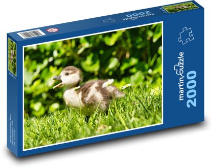 Entenjunges im Gras - Puzzle - 2000 Teile