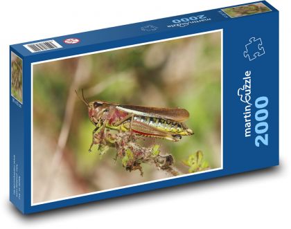 Locusts - Puzzle 2000 pieces, size 90x60 cm 