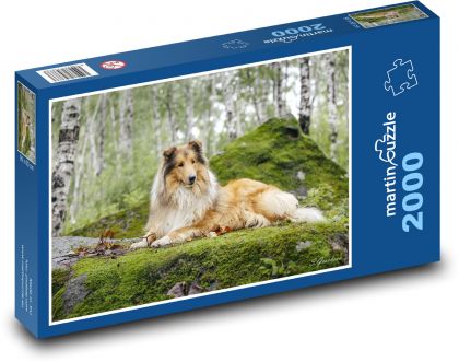 Długowłosy collie w lesie - Puzzle 2000 elementów, rozmiar 90x60 cm