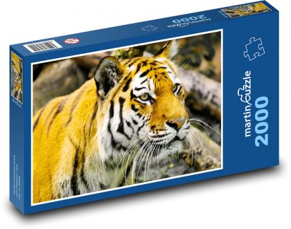 Tiger. - Puzzle 2000 dielikov, rozmer 90x60 cm 
