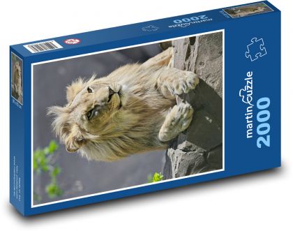 Lion with a big mane - Puzzle 2000 pieces, size 90x60 cm 
