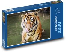 Tygr v řece Puzzle 2000 - 90x60 cm