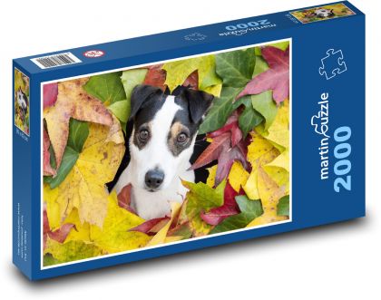 Jack-Russell-Terrier. - Puzzle - 2000 Teile