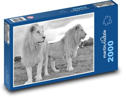 Bílí lvi - puzzle 2000 dílků
