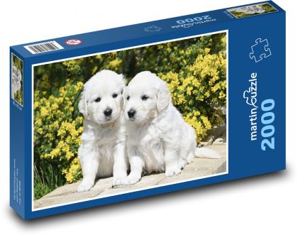 Szczeniak Golden Retriever - Puzzle 2000 elementów, rozmiar 90x60 cm