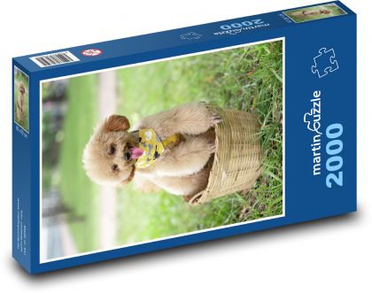 Pies - pudel - Puzzle 2000 elementów, rozmiar 90x60 cm