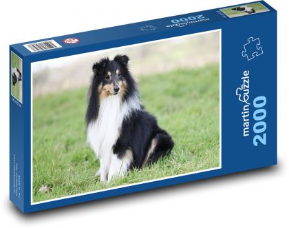 Shetland Shepherd Dog - Puzzle - 2000 Teile