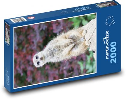 Meerkat - Puzzle 2000 pieces, size 90x60 cm 