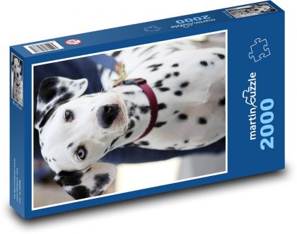 Dalmatin - pes - puzzle 2000 dílků
