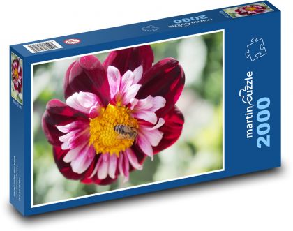 Biene auf einer Blume - Dahlien - Puzzle - 2000 Teile