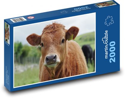 Brązowa krowa - Puzzle 2000 elementów, rozmiar 90x60 cm