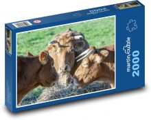 Krowy Puzzle 2000 elementów - 90x60 cm