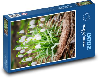 Przebiśniegi - kwiaty wiosenne - Puzzle 2000 elementów, rozmiar 90x60 cm