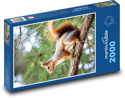 Eichhörnchen. - Puzzle - 2000 Teile
