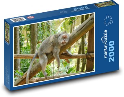 Indonézia - Bali, opica - Puzzle 2000 dielikov, rozmer 90x60 cm 
