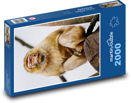 Opice - makak - puzzle 2000 dílků