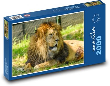 Lion - big cat - Puzzle 2000 pieces, size 90x60 cm 