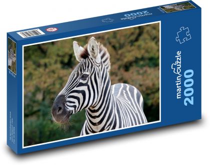 Zebra - Puzzle 2000 dielikov, rozmer 90x60 cm 