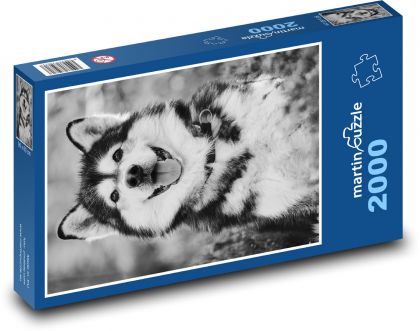 Malamut - pes - Puzzle 2000 dielikov, rozmer 90x60 cm 