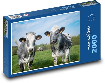 GRAZING COWS. - Puzzle 2000 pieces, size 90x60 cm 