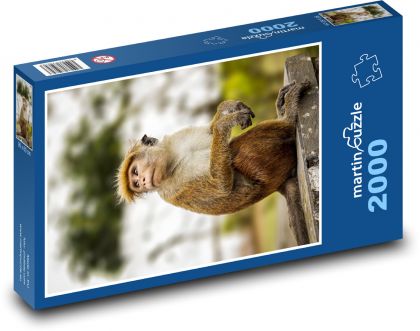 Affe - Makake - Puzzle - 2000 Teile