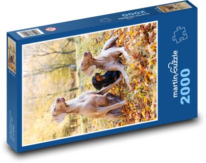 Weimaraner - Puzzle 2000 elementów, rozmiar 90x60 cm