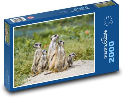 Stádo surikat - puzzle 2000 dílků