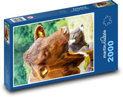 Kuh - Rinder - Puzzle - 2000 Teile