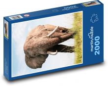Slon Puzzle 2000 - 90x60 cm