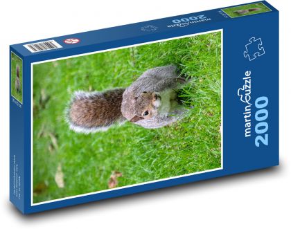 Eichhörnchen - Nagetier - Puzzle - 2000 Teile