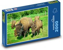 Zubří rodina Puzzle 2000 - 90x60 cm