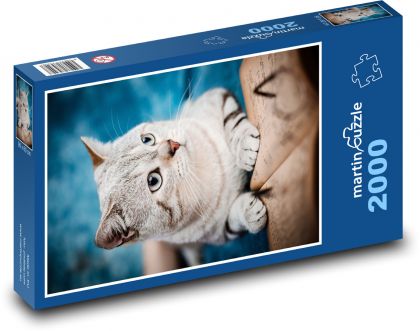 Mačka - domáce zviera - Puzzle 2000 dielikov, rozmer 90x60 cm 