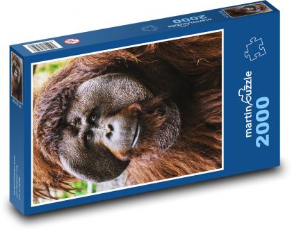 Orangutan - małpa - Puzzle 2000 elementów, rozmiar 90x60 cm