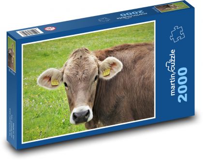 Krowa na łące wysokogórskiej - Puzzle 2000 elementów, rozmiar 90x60 cm