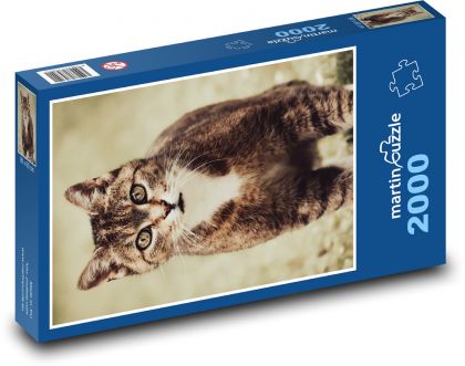 Cat  - Puzzle 2000 pieces, size 90x60 cm 
